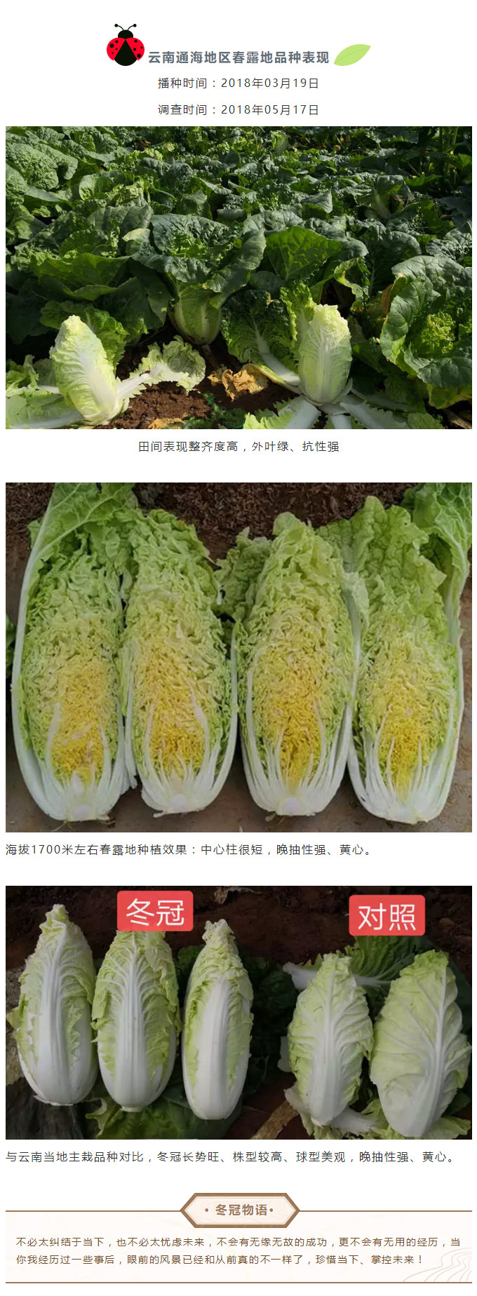 精品推荐——高品质、耐寒、晚抽型早皇白类型白菜“冬冠”_04.jpg