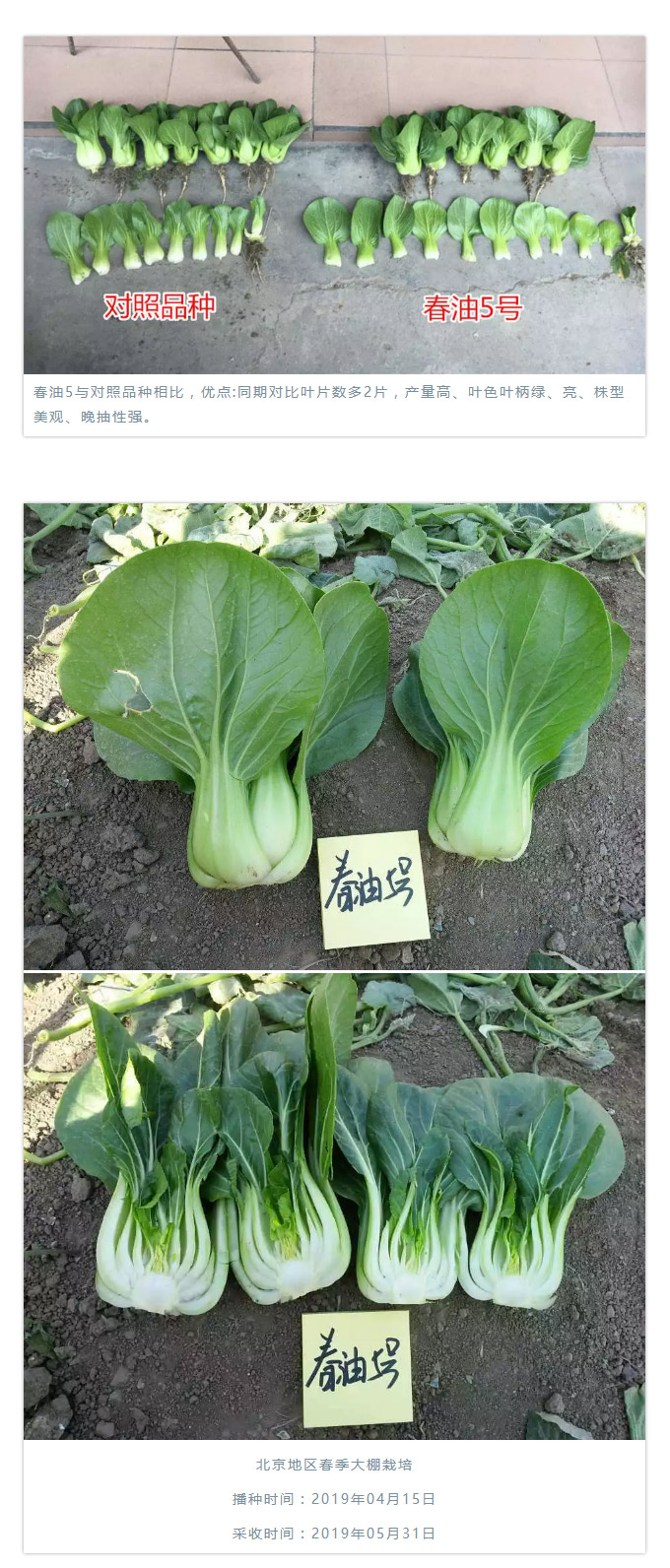 高商品性优质型、耐寒、晚抽薹青梗菜品种“春油5号”_06.jpg