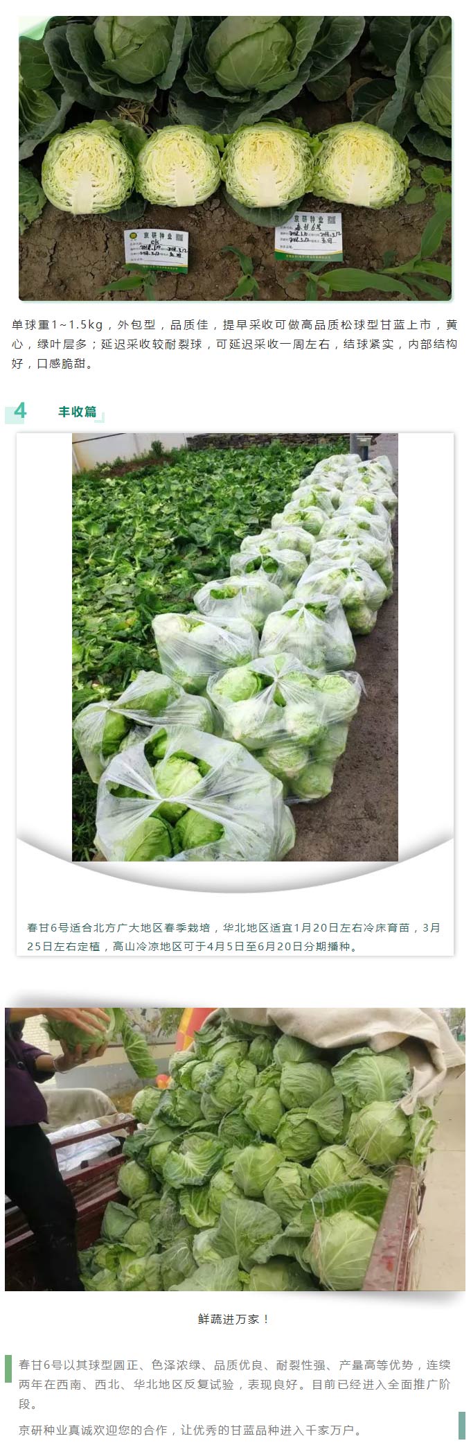 源自京研，再出经典——春甘6号，重磅上市！_05.jpg
