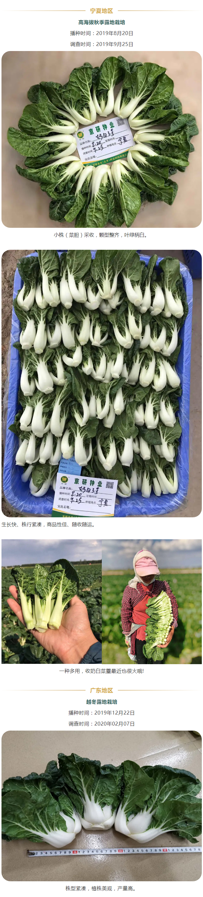 说白道绿-、秀色可餐——京研新奶白3号_02.jpg