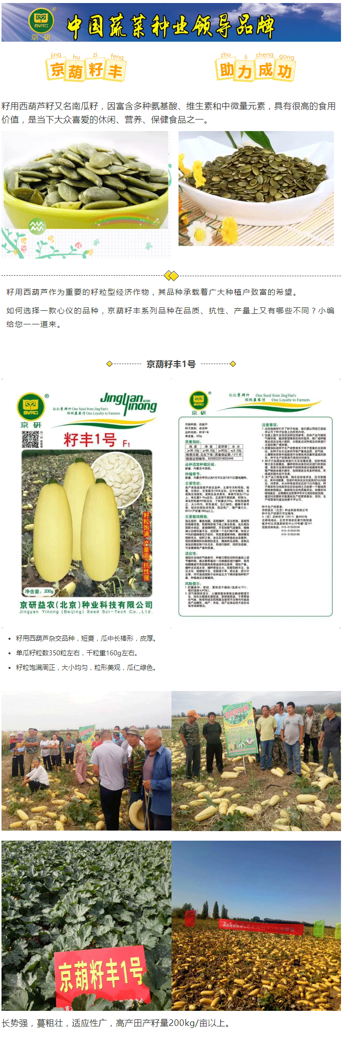 满地尽是黄金“甲”——“籽丰”西葫芦篇_01.gif