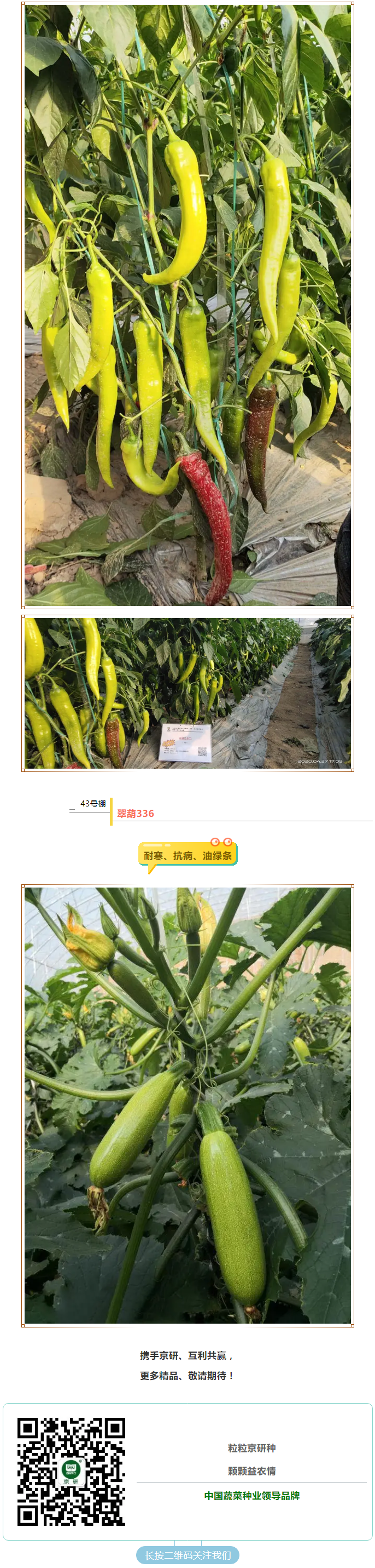 瞧！京研这些品种又获推荐了！_06.png