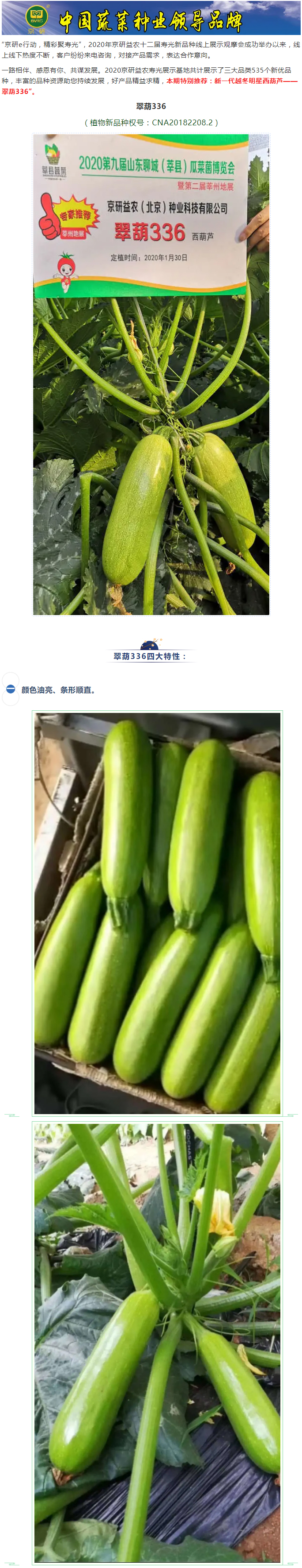 2020京研益农寿光展示会精品回顾篇——翠葫336_01.jpg