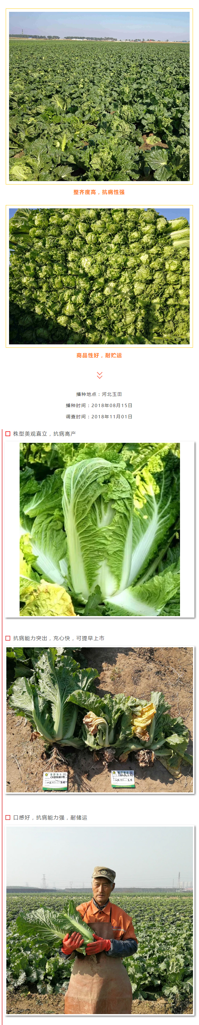 白菜根肿病很可怕！抗病品种就选它—“CR京秋新三号”_04.jpg