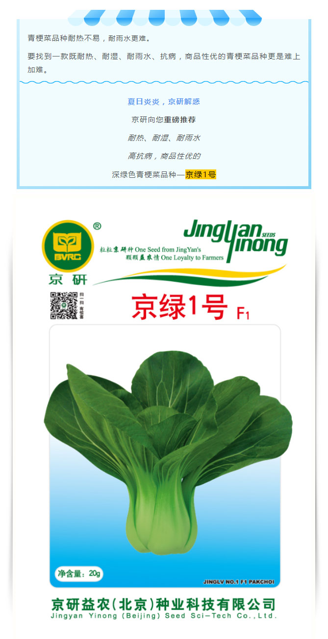 夏日青梗菜品种哪里寻？京研“京绿1号”是首选！_02.jpg