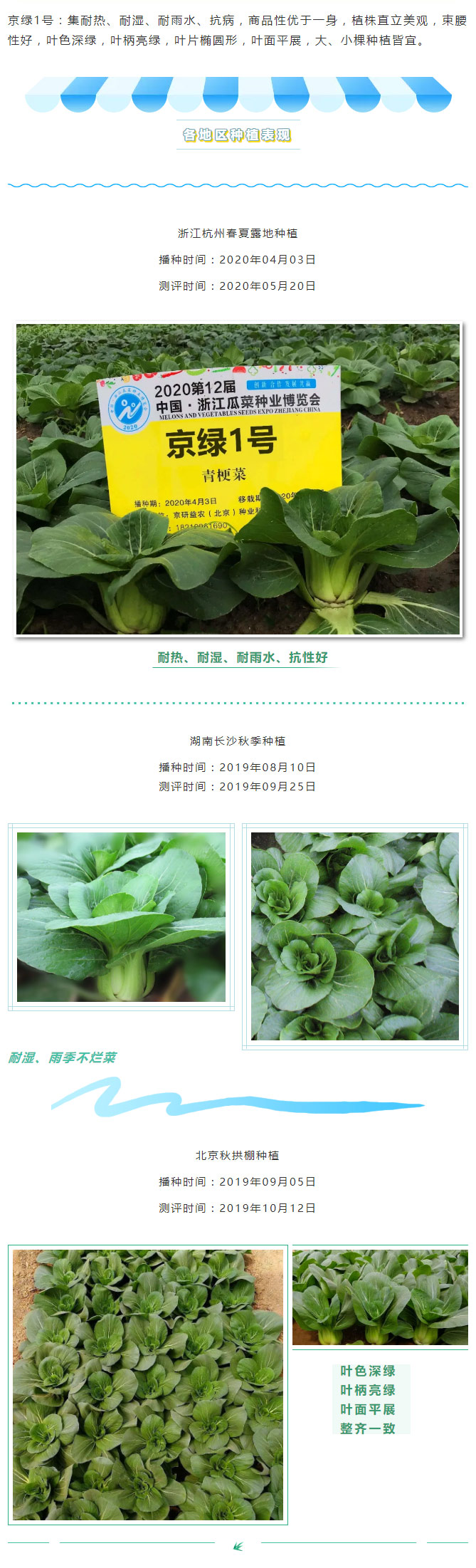 夏日青梗菜品种哪里寻？京研“京绿1号”是首选！_04.jpg