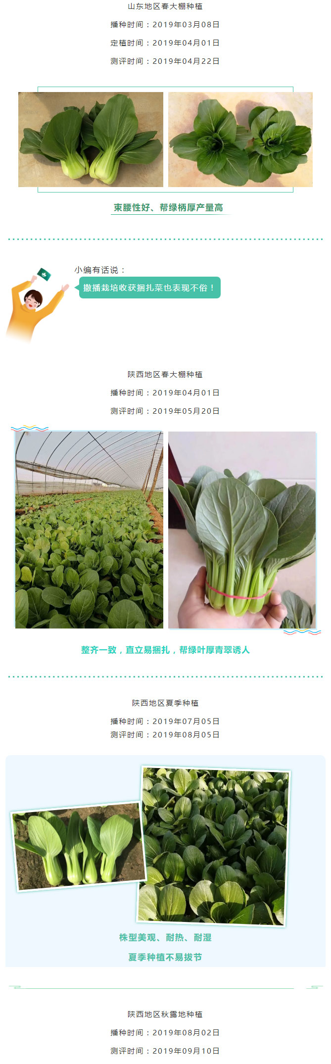 夏日青梗菜品种哪里寻？京研“京绿1号”是首选！_06.jpg