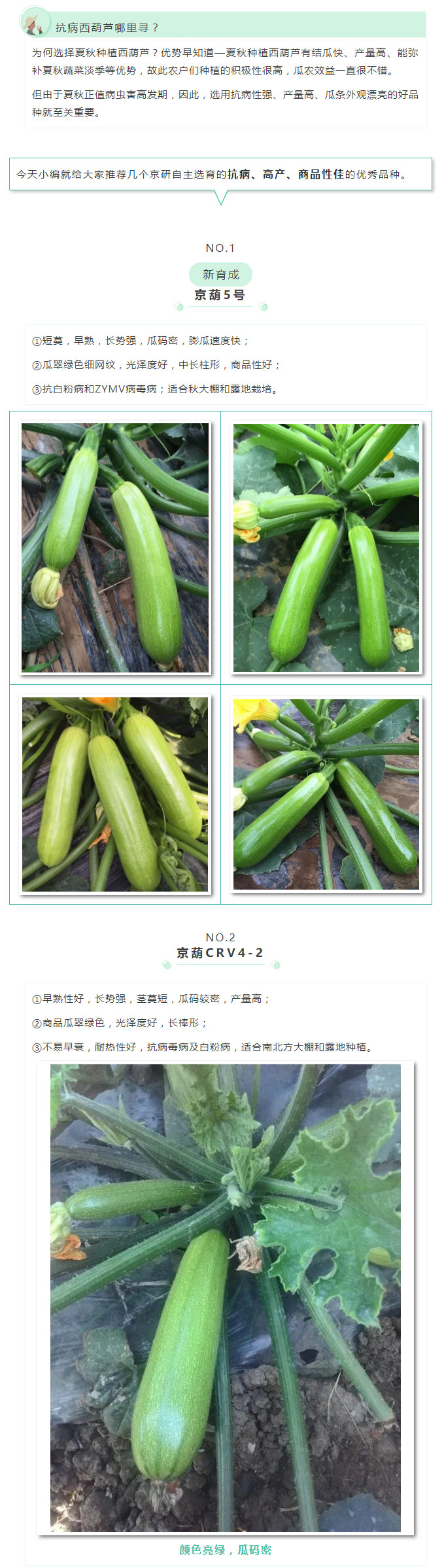 夏秋抗病西葫芦—“京葫”系列是首选_01.jpg
