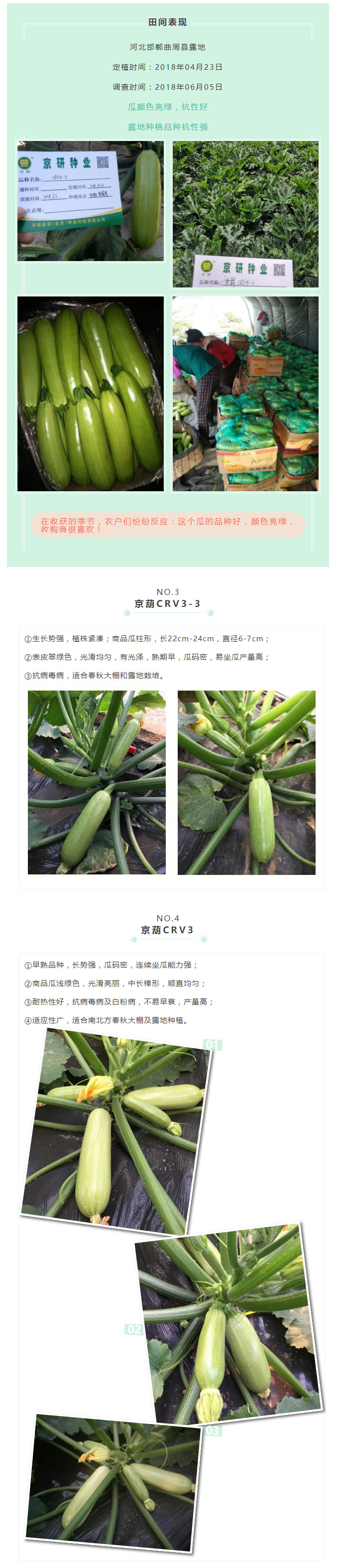 夏秋抗病西葫芦—“京葫”系列是首选_02.jpg