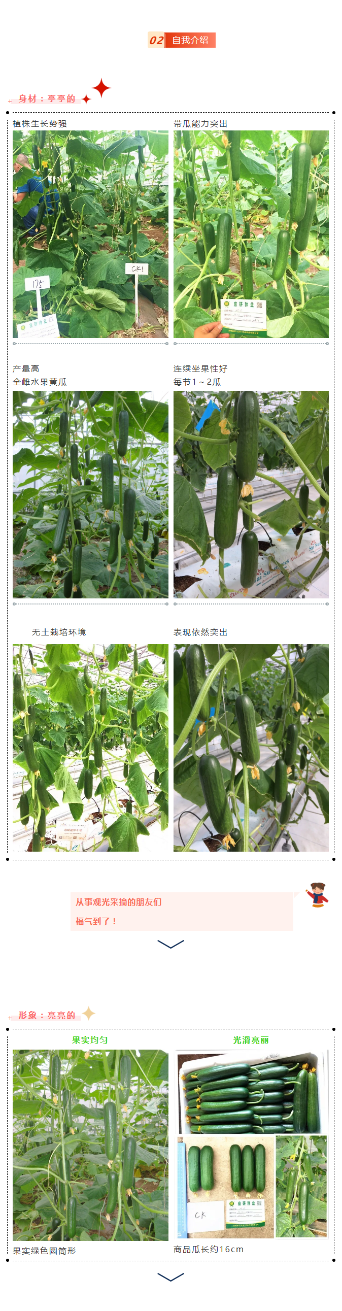 黄瓜中的“卡哇伊”：京研“mini”系列-—迷你8号_02.png