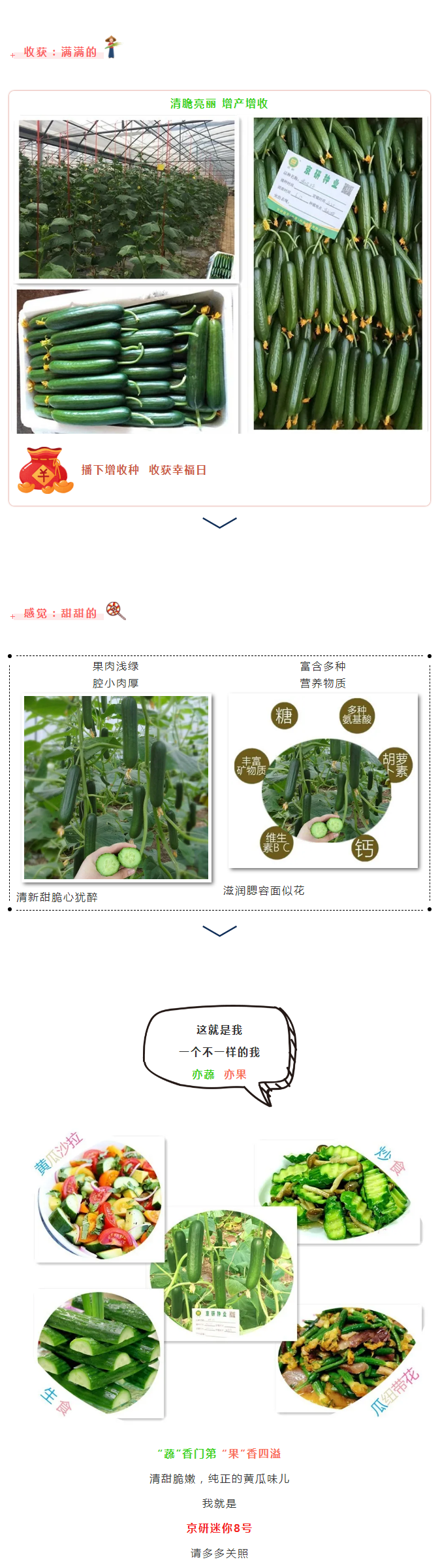 黄瓜中的“卡哇伊”：京研“mini”系列-—迷你8号_03.png