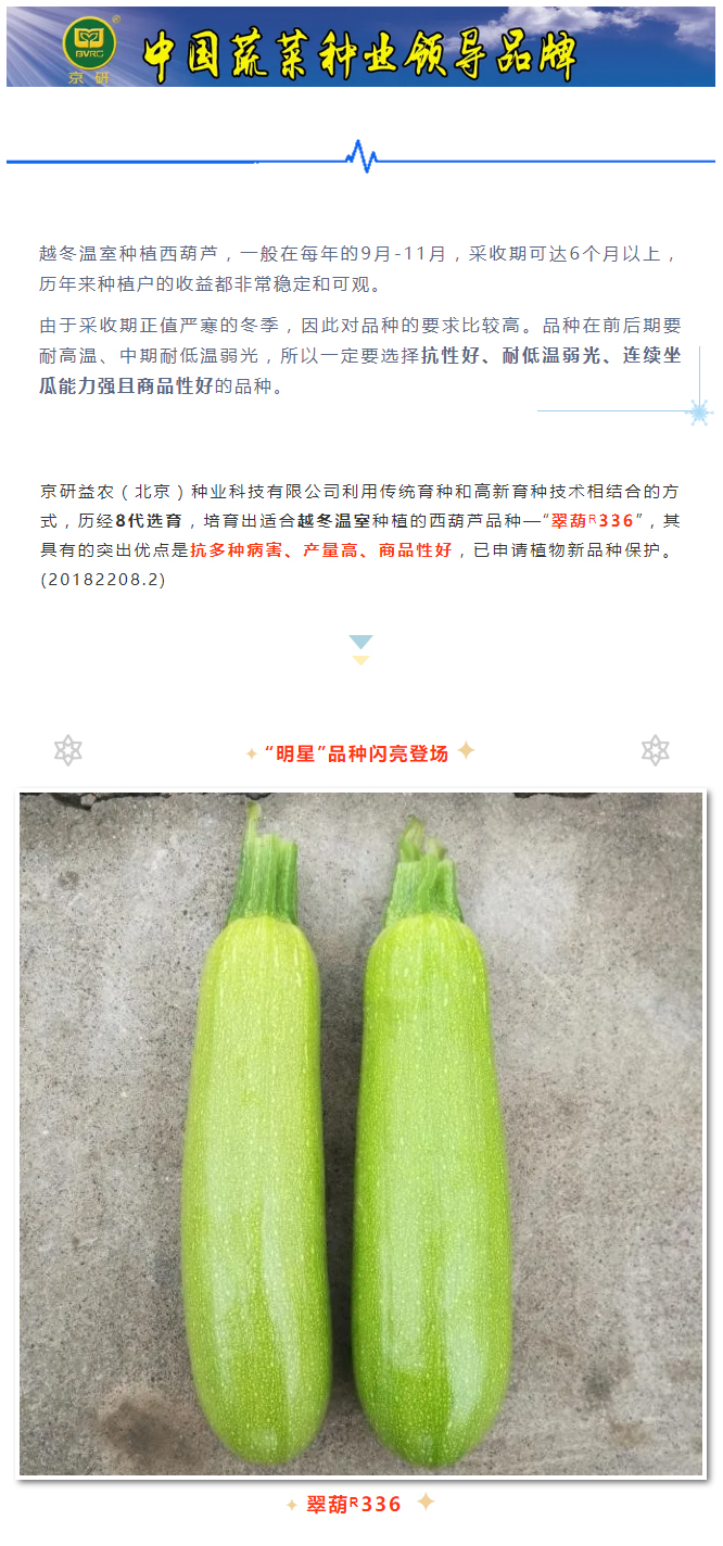 越冬抗病西葫芦选择“翠葫ᴿ336”，五大理由—“星动之选”！_01.jpg