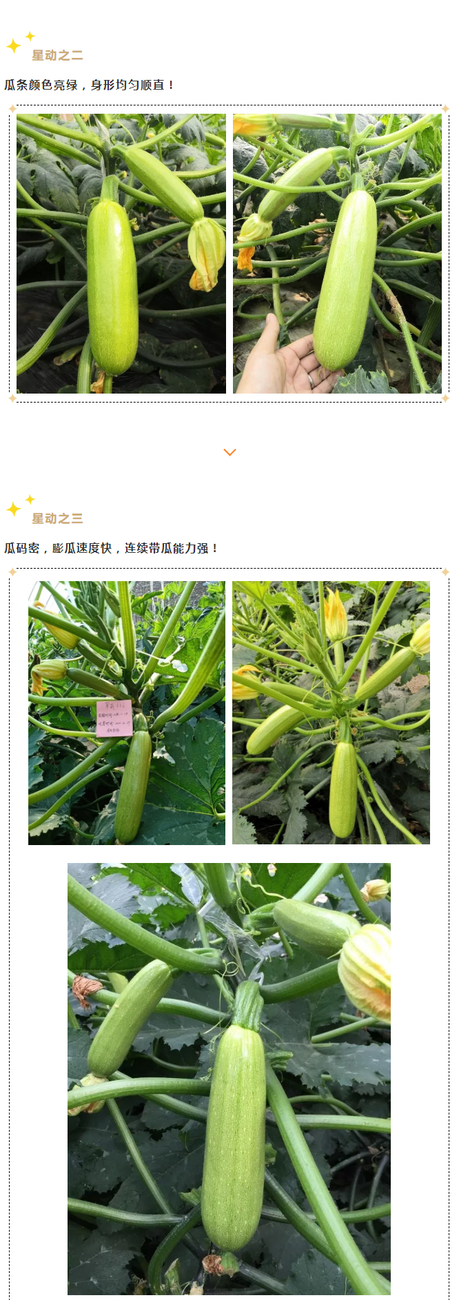 越冬抗病西葫芦选择“翠葫ᴿ336”，五大理由—“星动之选”！_04.jpg