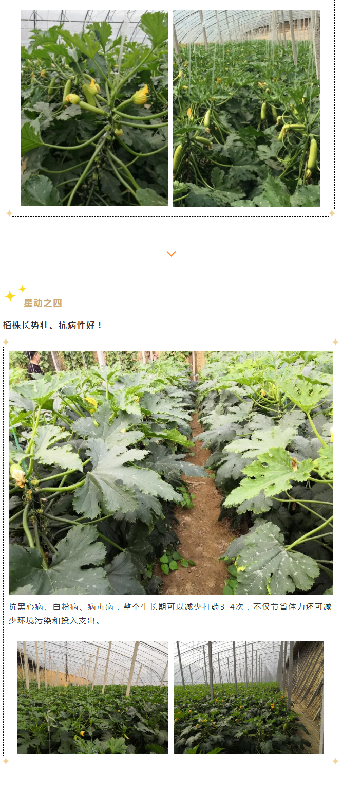 越冬抗病西葫芦选择“翠葫ᴿ336”，五大理由—“星动之选”！_05.jpg