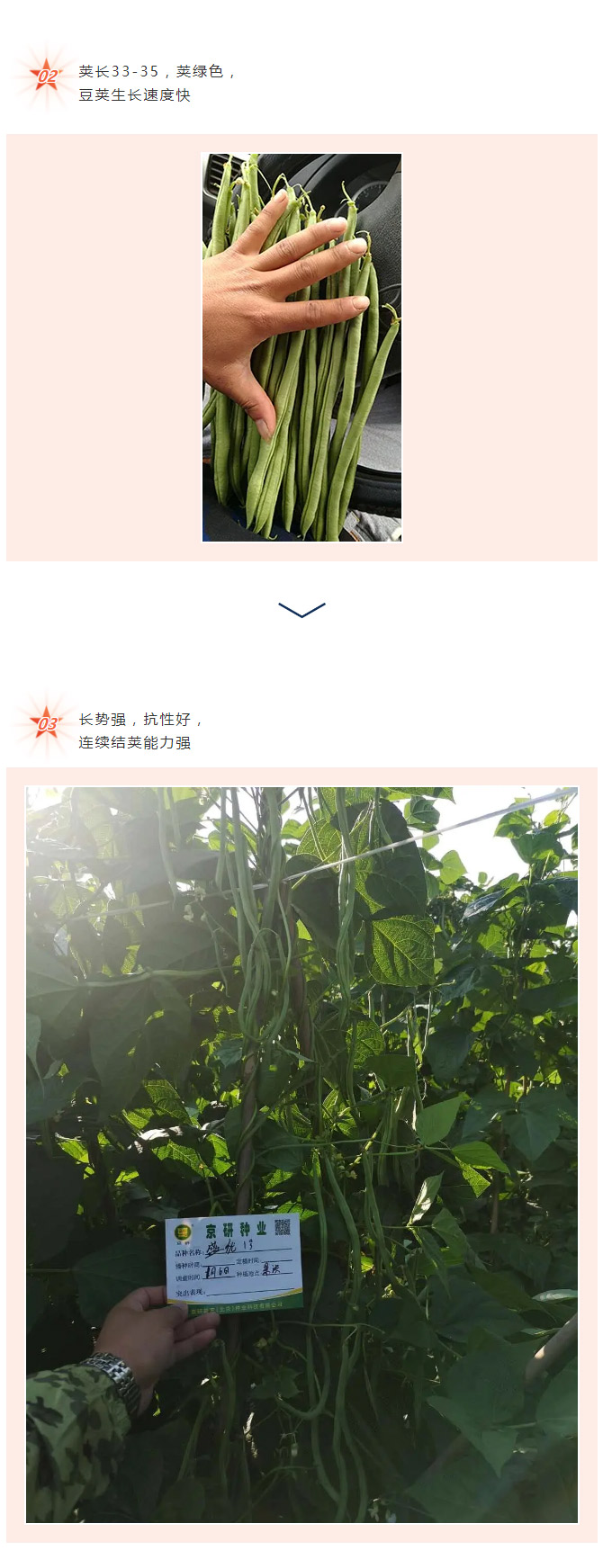 金丸玉馔盛繁华，此物颇丰熟——盛优一号_05.jpg