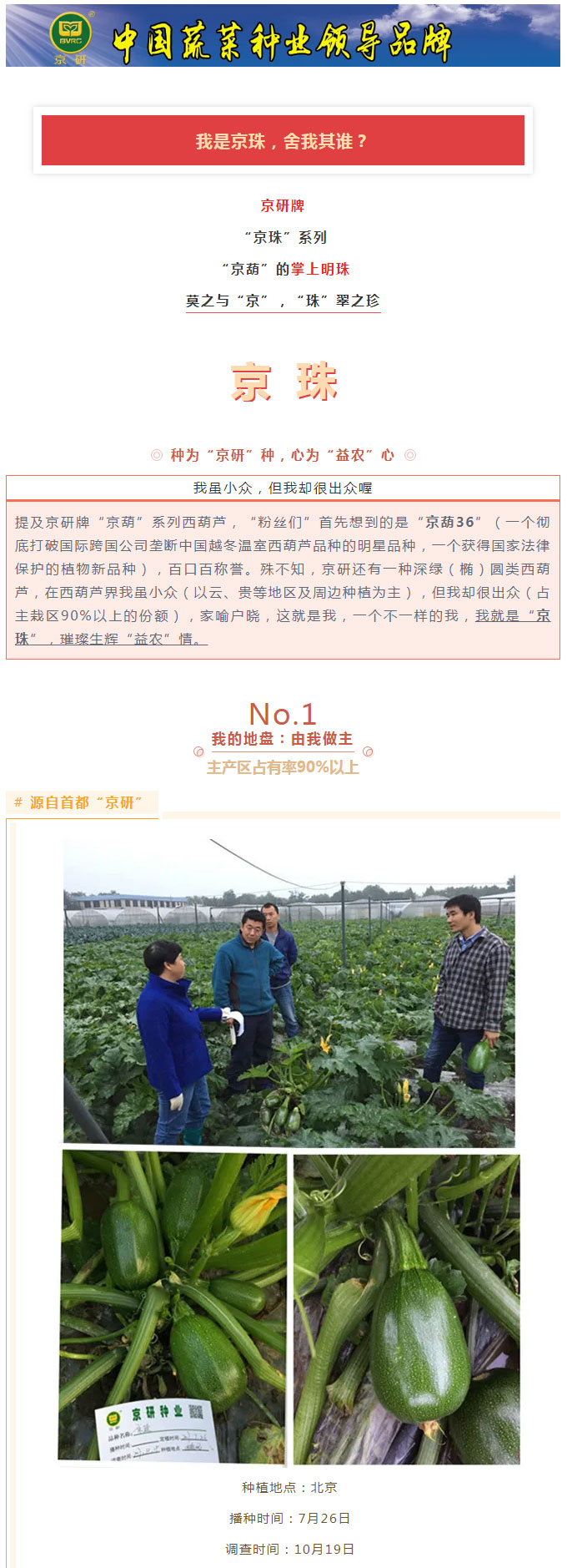 京研牌深绿（椭）圆西葫芦，谁与争锋？_01.jpg