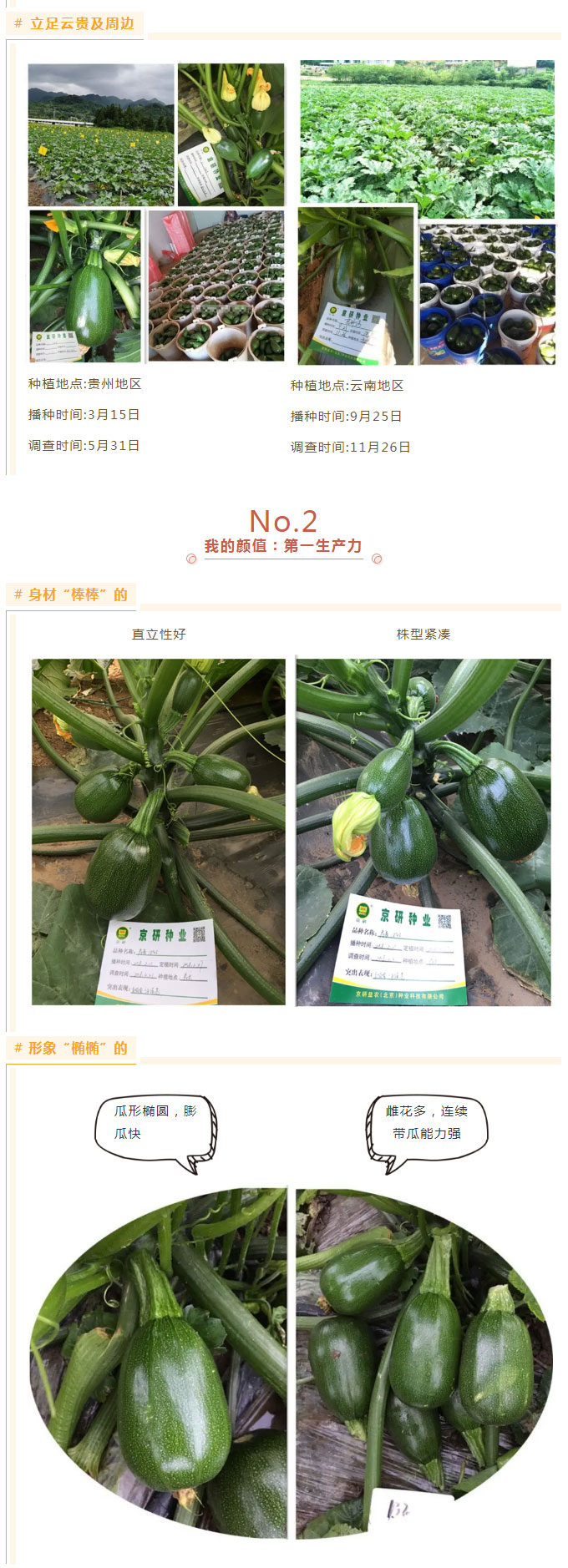 京研牌深绿（椭）圆西葫芦，谁与争锋？_03.jpg