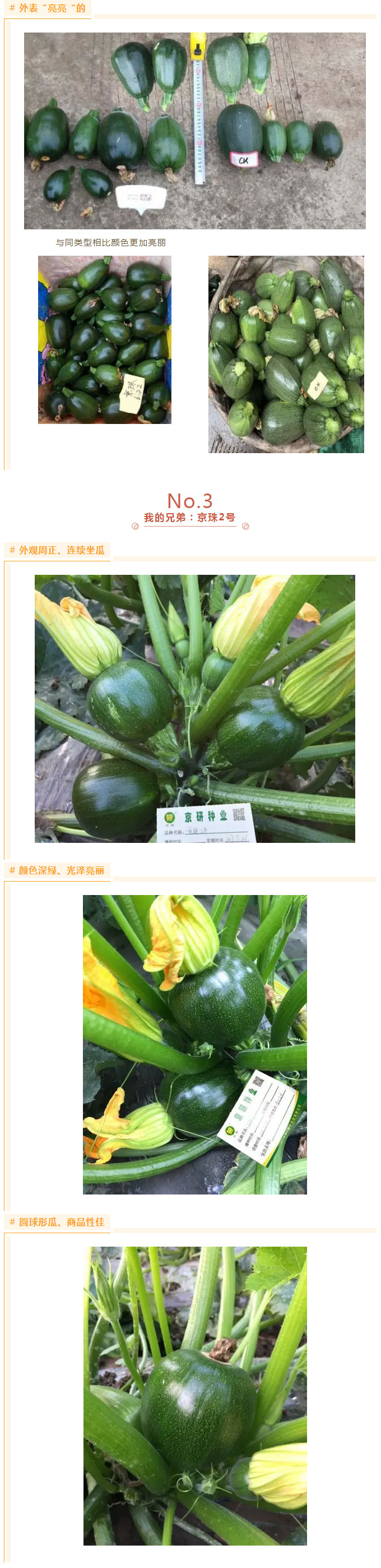 京研牌深绿（椭）圆西葫芦，谁与争锋？_04.jpg
