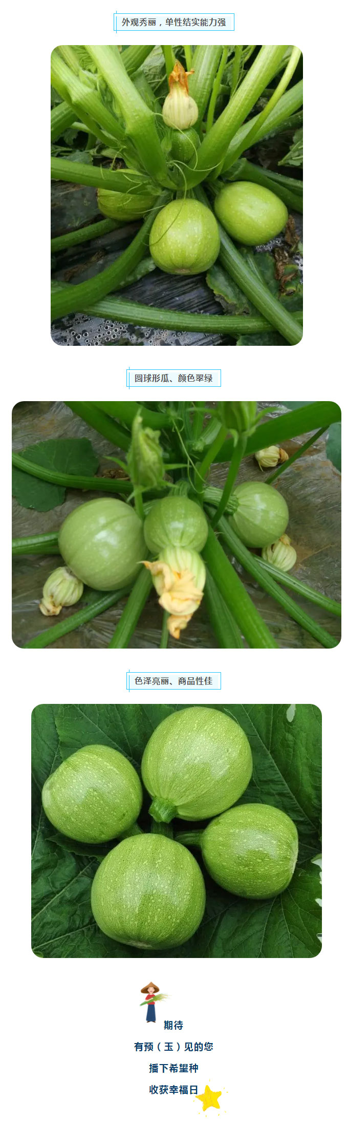 “蔬”中自有颜如玉—玉珠、玉珠2号_04.jpg