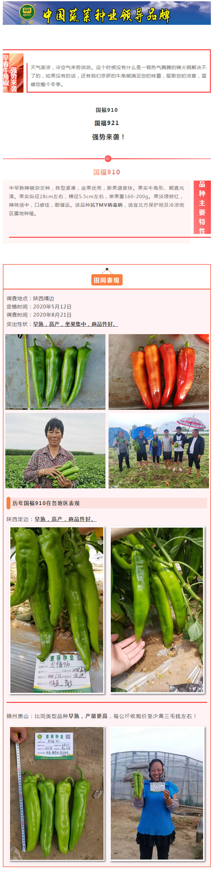 早春牛角系列强势来袭——国福910、国福921_01.jpg