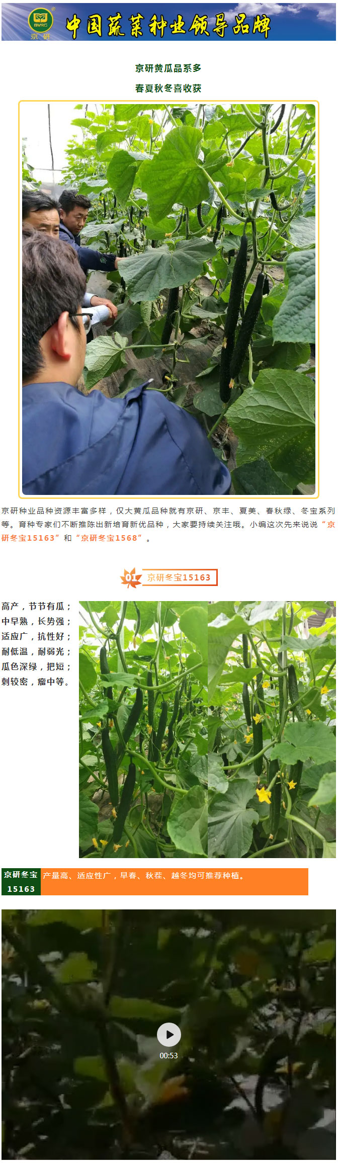 春夏秋冬“京”品黄瓜之京研冬宝系列！_01.jpg