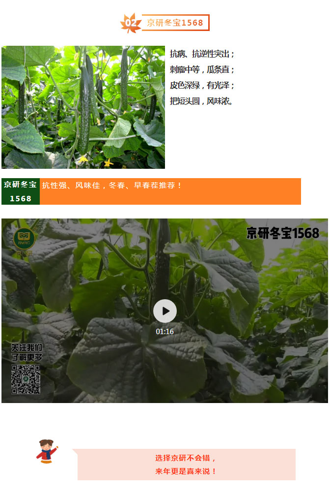 春夏秋冬“京”品黄瓜之京研冬宝系列！_02.jpg