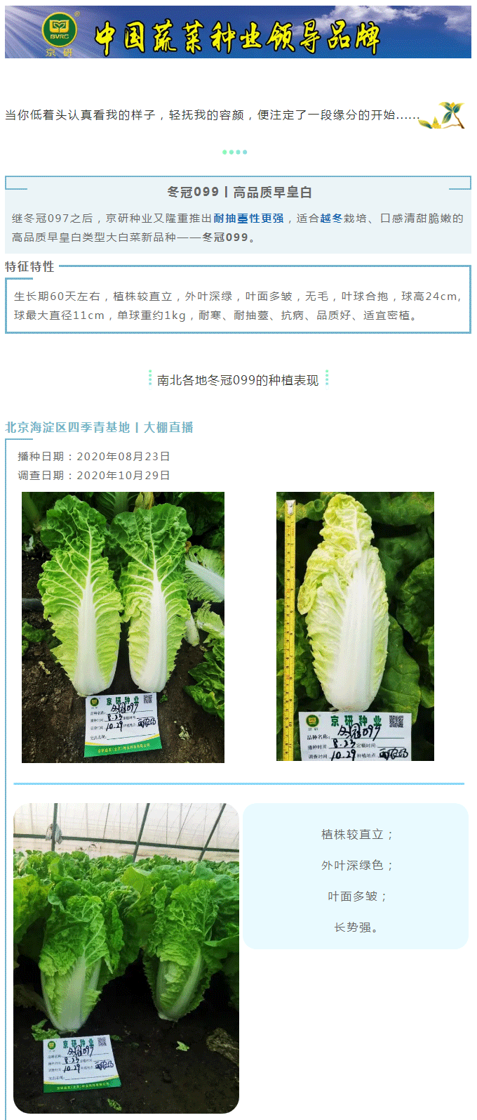【新品推荐】耐抽薹越冬早皇白类型——冬冠099_01.gif