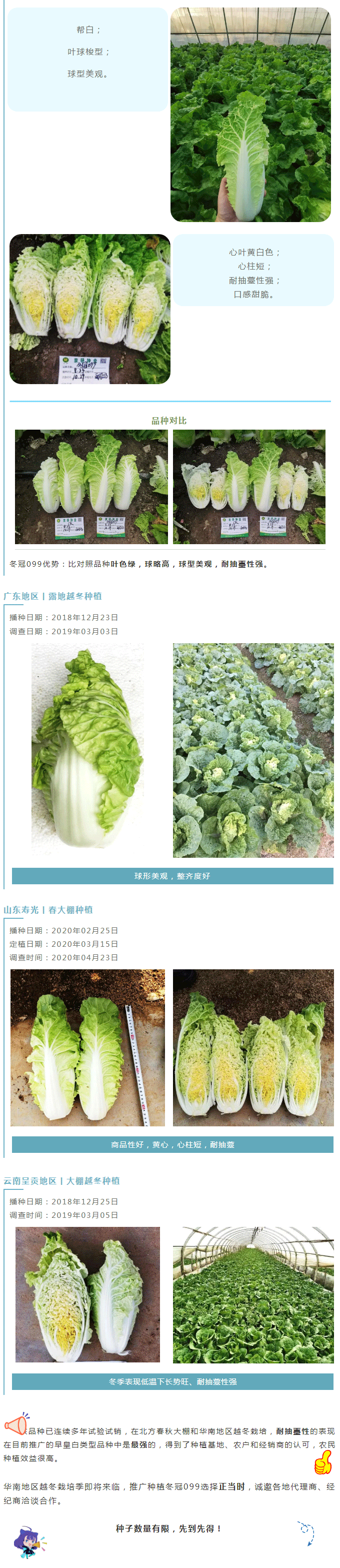 【新品推荐】耐抽薹越冬早皇白类型——冬冠099_02.gif