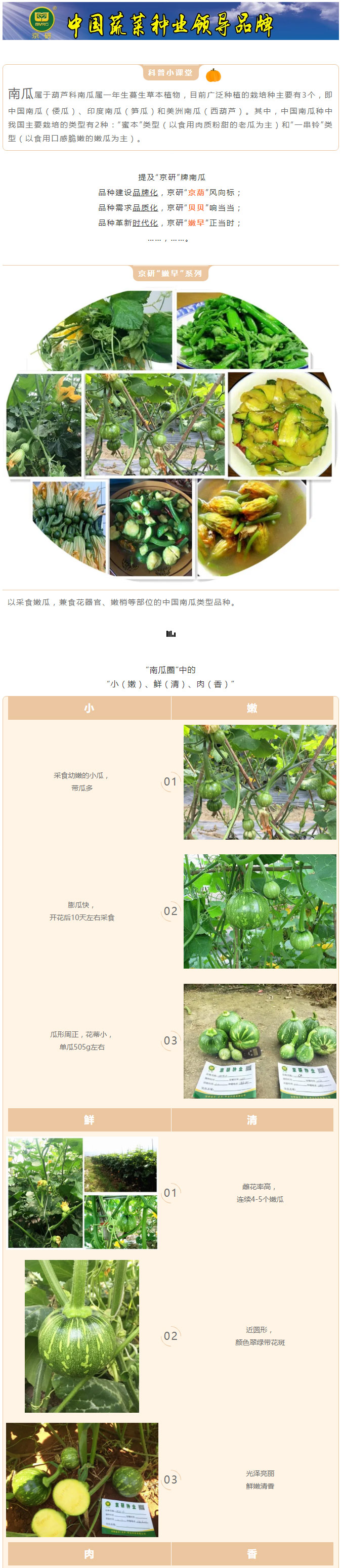 南瓜中的“嫩早”系列之嫩早4号！_01.jpg