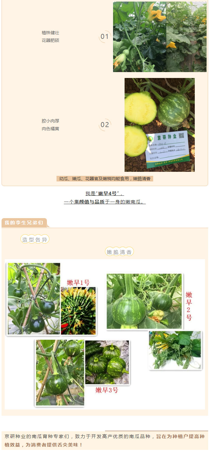 南瓜中的“嫩早”系列之嫩早4号！_02.jpg