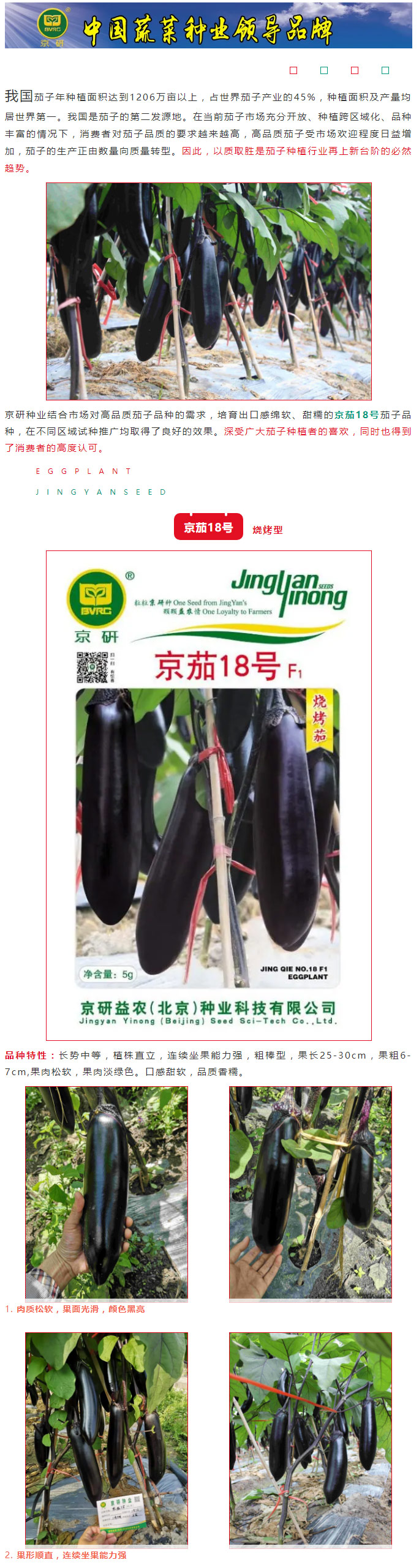 贺冬天之半，暖心送香情，京研送平安，品味糯香茄！_01.jpg