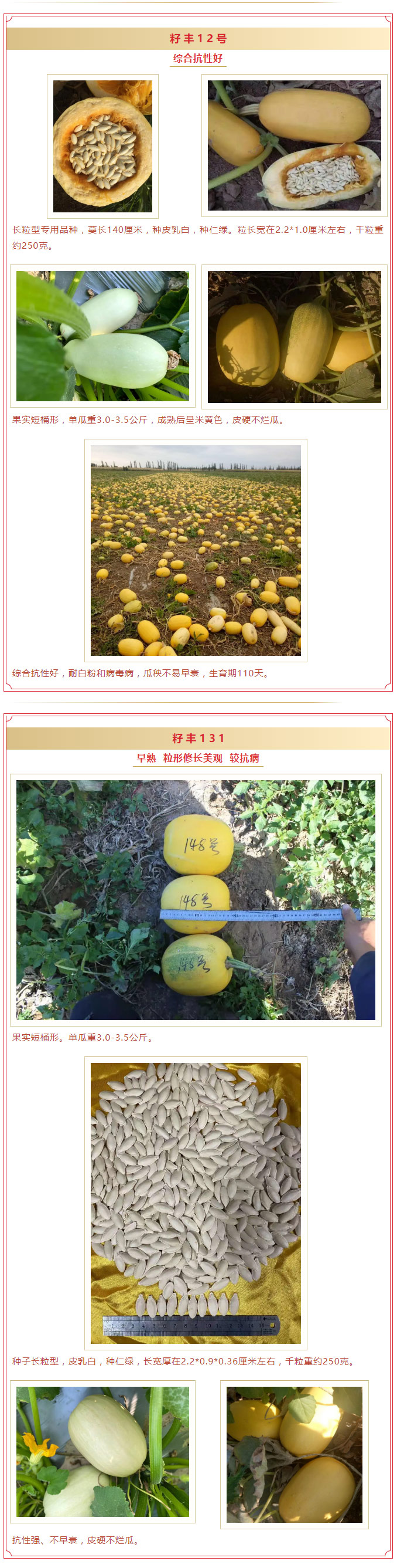 长粒美人甲型籽用西葫芦，京葫籽丰系列又增新品！_02.jpg