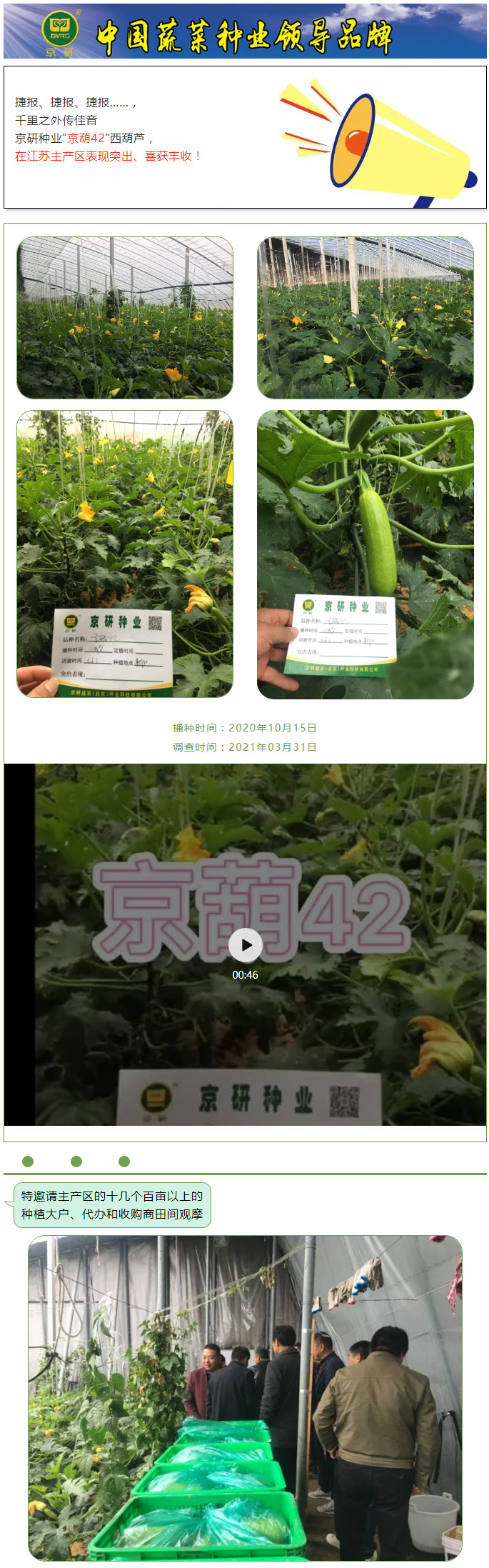京葫42—八百里佳捷、种植户的福音！_01.jpg