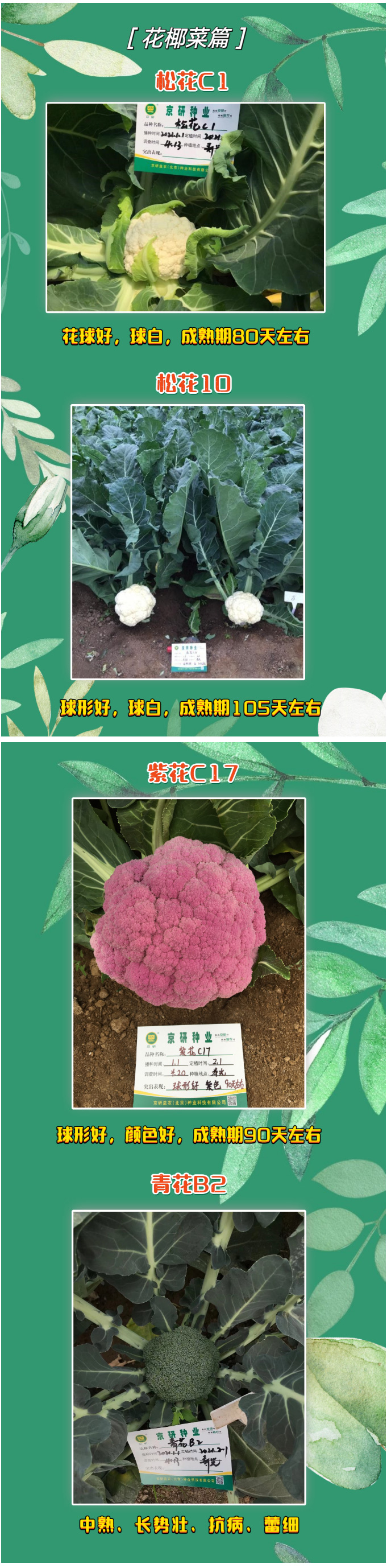 品种创新赢市场，甘蓝花菜齐绽放！_02.jpg