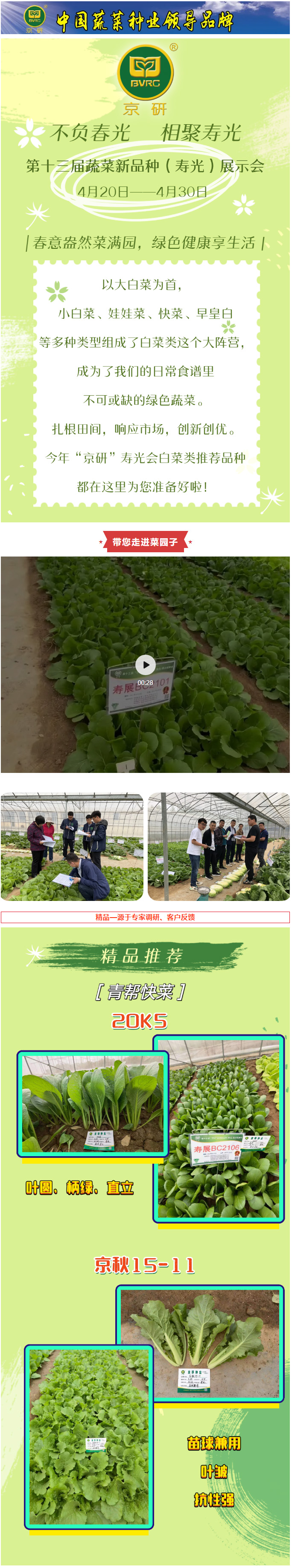 春意盎然菜满园，绿色健康享生活—白菜篇_01.jpg