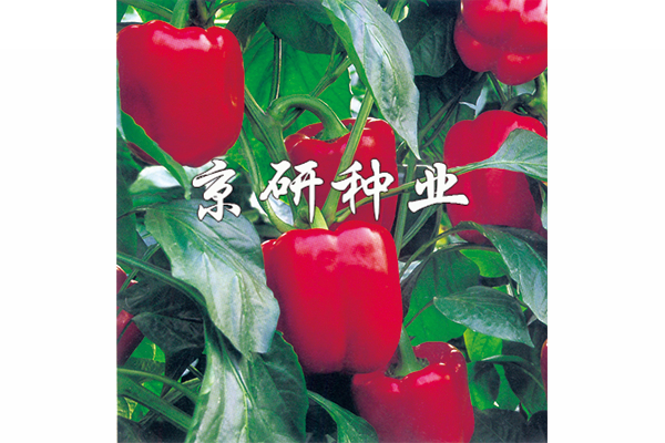 红星2号