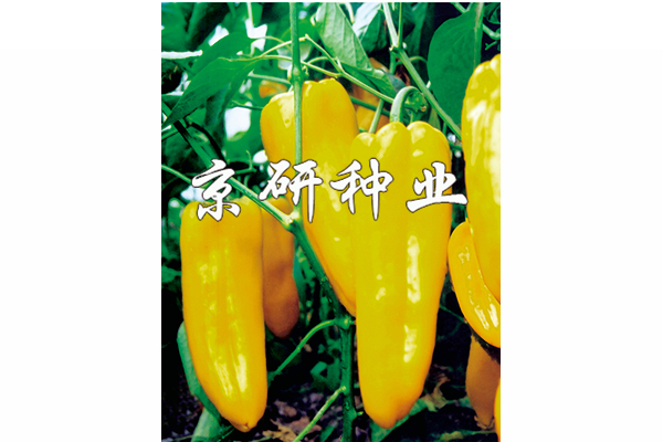 黄妃