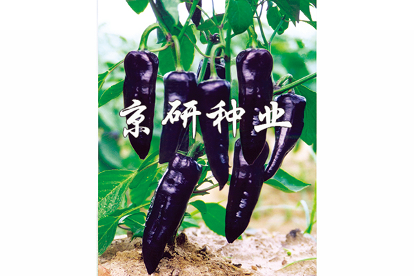 紫龙