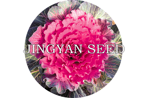 Beijing Peony Red No.2
