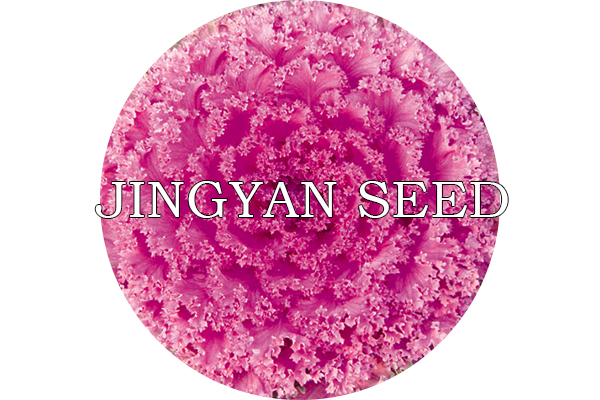 Beijing Coronal Red No.7