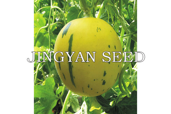 Jingyu Yellow Meteor