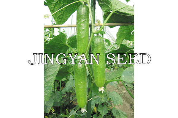 JingYan-lvlinglong No.2