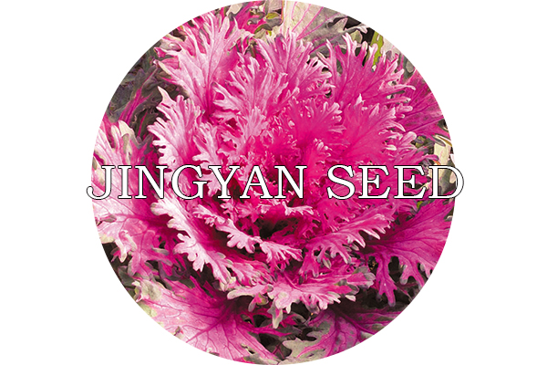 Beijing Feather Red No.2