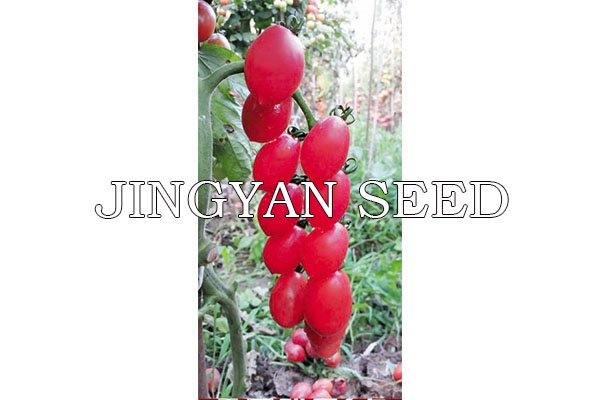 JingFan Pink Star No.2