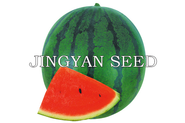 Improved JingKang No.2