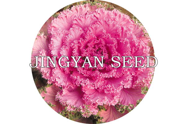 Beijing Coronal Red No.6