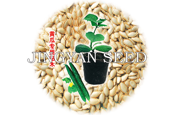 JingXin Rootstock No.5