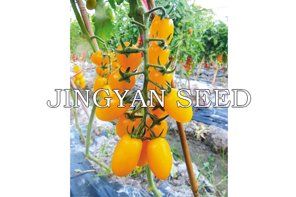 JingFan Yellow Star No.1