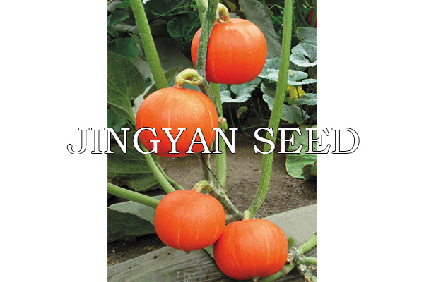 Early-maturity Jing Hong Li