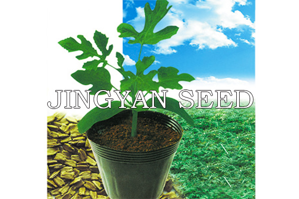 JingXin Rootstock No.1